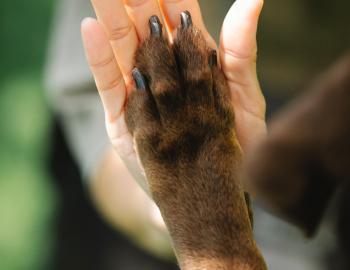 dog paw