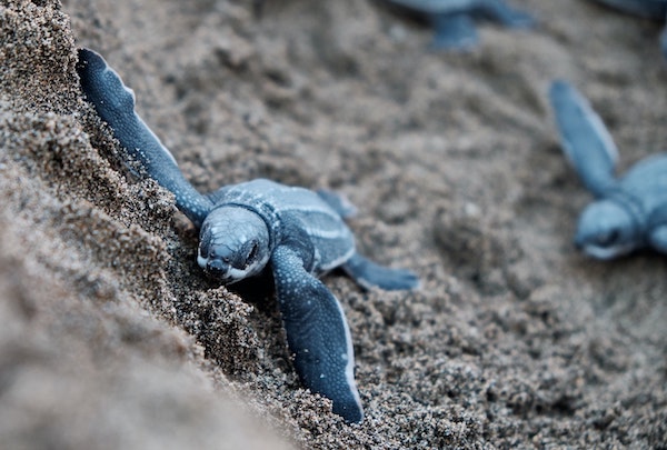 Loggerhead hatchlings on Isle of Palms